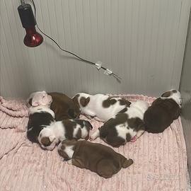 Bulldog inglese cuccioli Allevamento Enci