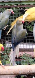 Parrocchetti dal collare