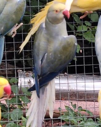 Parrocchetti dal collare