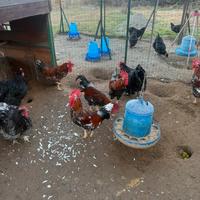 Millefiori di Lonigo