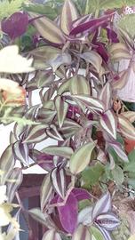 Trandescantia zebrina
