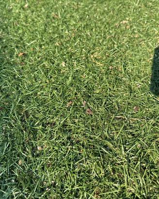 Erba sintetiva limonta sport