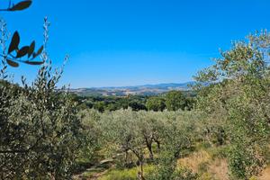 Uliveto