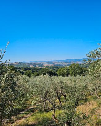Uliveto