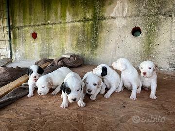 Cuccioli setter inglese