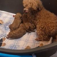 STUPENDE cucciole barboncino toy red