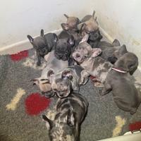 Bulldog francesi esotici