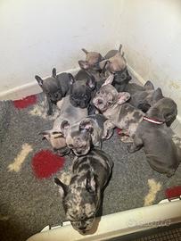 Bulldog francesi esotici