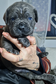 Cuccioli cane corso