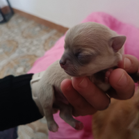 Cucciolo di Chihuahua