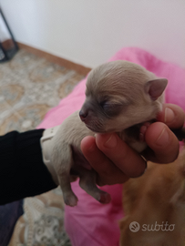 Cucciolo di Chihuahua