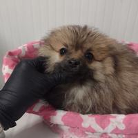 Cucciole di volpino di Pomerania