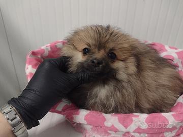 Cucciole di volpino di Pomerania