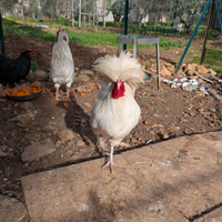 Gallo Olandese