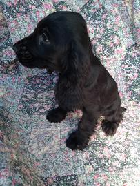 Cucciola cocker spaniel