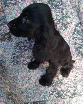 Cucciola cocker spaniel