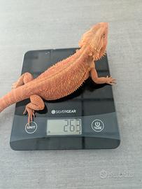Pogona Red