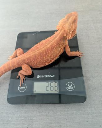 Pogona Red