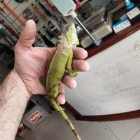 Iguana verde