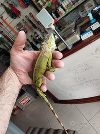 Iguana verde