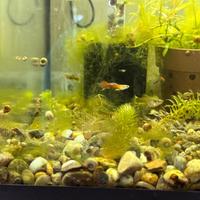 Giovani avannotti di guppy