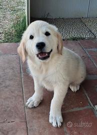 Cucciola Golden Retriever
