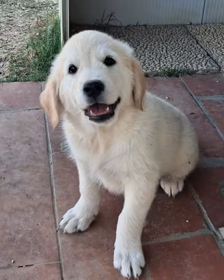 Cucciola Golden Retriever