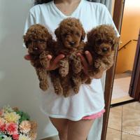 Cuccioli Barboncino Toy Colore Red Foto Reali