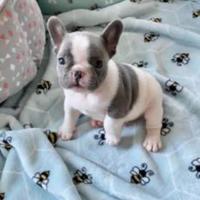 Bulldog francese liliac merle bianco
