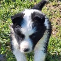 Cucciole Border Collie
