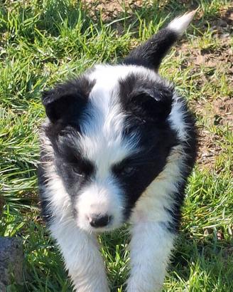 Cucciole Border Collie