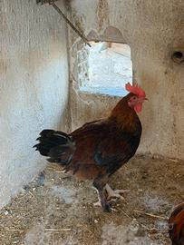Galletti ornamentali