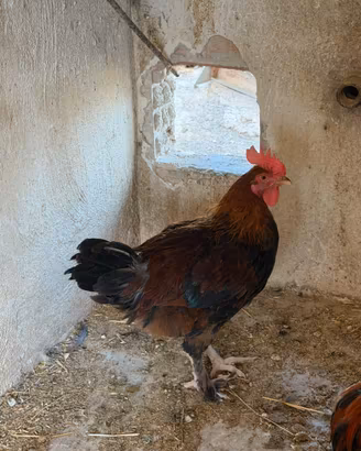 Galletti ornamentali
