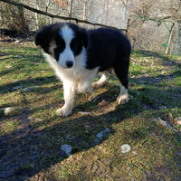 Cuccioli border collie in adozione