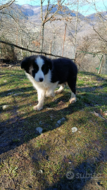 Cuccioli border collie in adozione