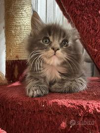 Cuccioli Maine Coon
