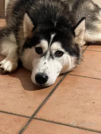 Husky femmina