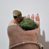 Inseparabili allevati a mano