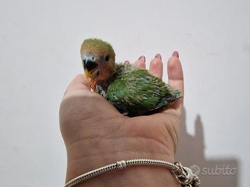 Inseparabili allevati a mano