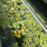 piante galleggianti