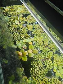 piante galleggianti