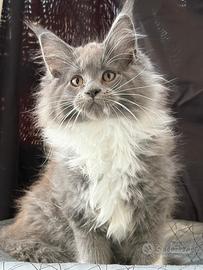Femmina Maine Coon