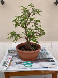 Bonsai di gelso