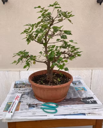 Bonsai di gelso