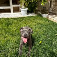 Pitbull blue nose (ukc) per monta