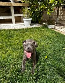 Pitbull blue nose (ukc) per monta