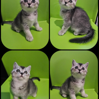 Ultimo cucciolo british shorthair maschio pedigree