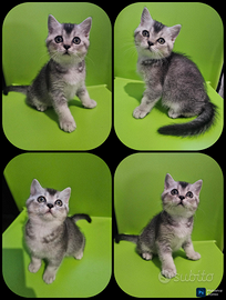 Ultimo cucciolo british shorthair maschio pedigree
