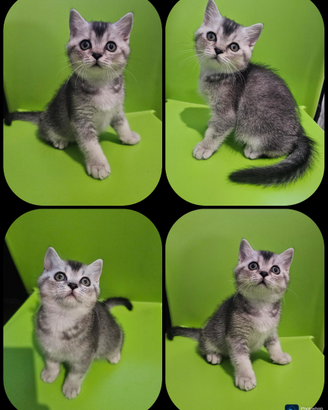 Ultimo cucciolo british shorthair maschio pedigree
