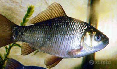 Carassio esca vivo